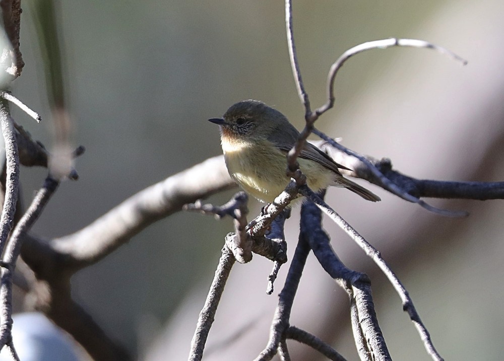 Acantiza Enana - ML184679701