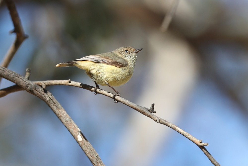 Acantiza Reguloide - ML184679891