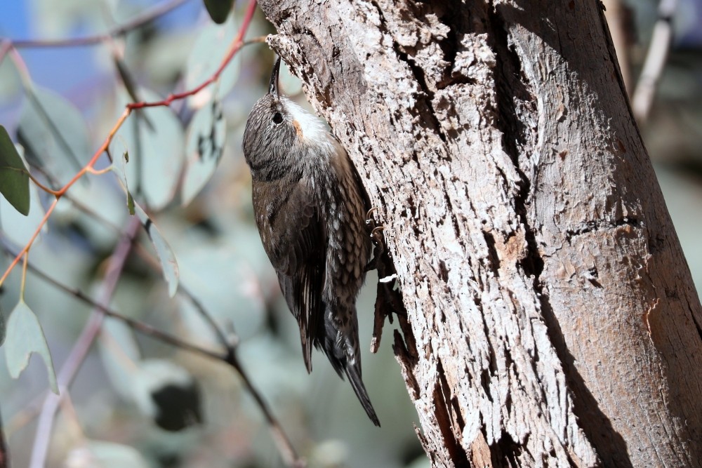 Corretroncos Gorjiblanco - ML184679901