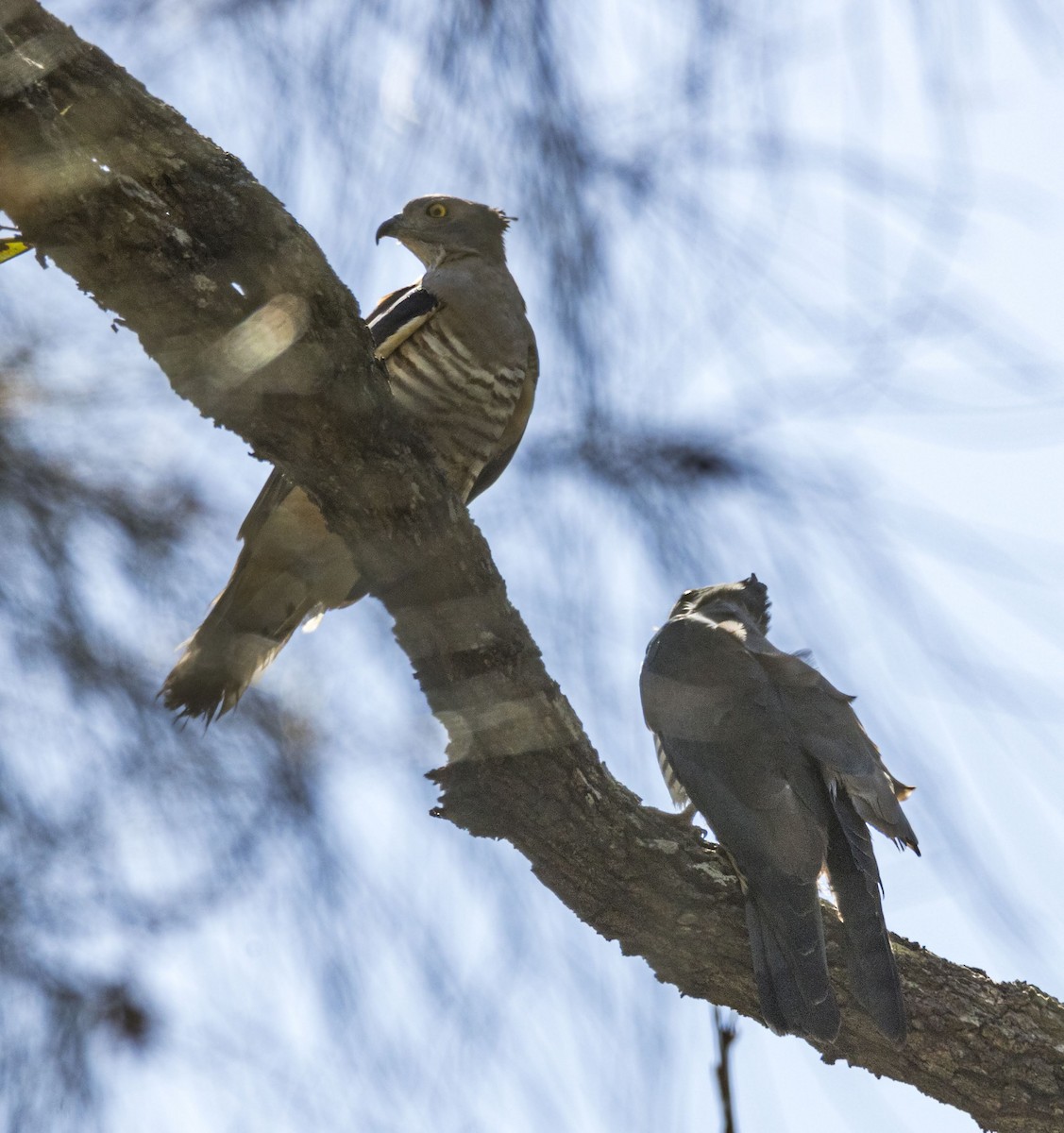 Pacific Baza - ML184682161