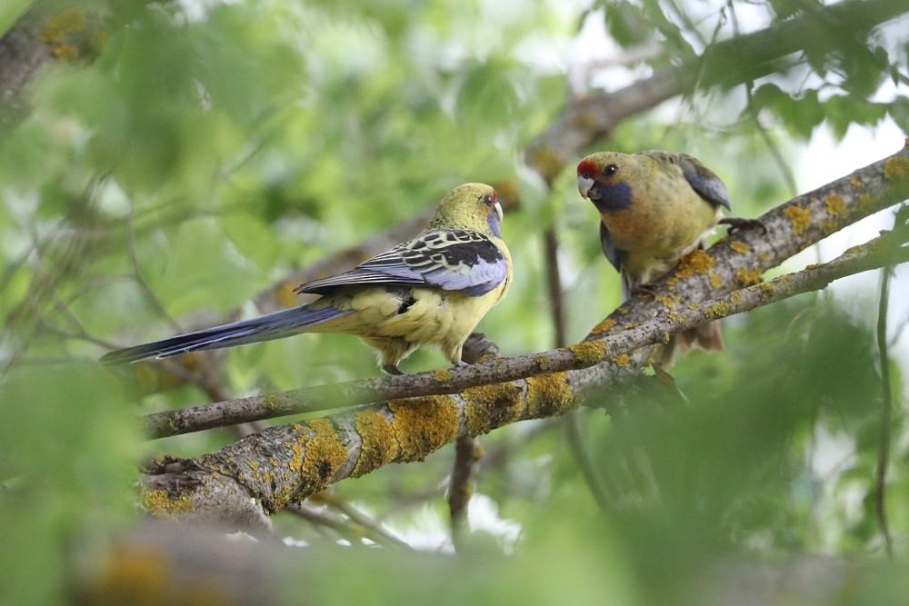 rødrosella (flaveolus) (gulrosella) - ML184682361