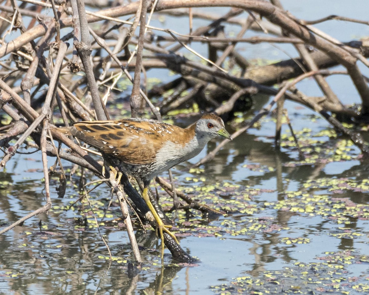 Zwergsumpfhuhn [palustris-Gruppe] - ML184682641