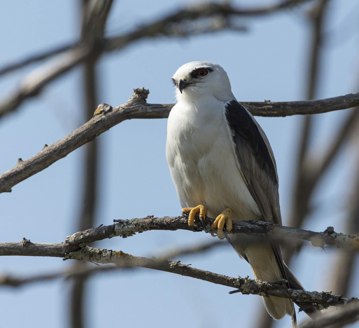 Black-shouldered Kite - David Sinnott