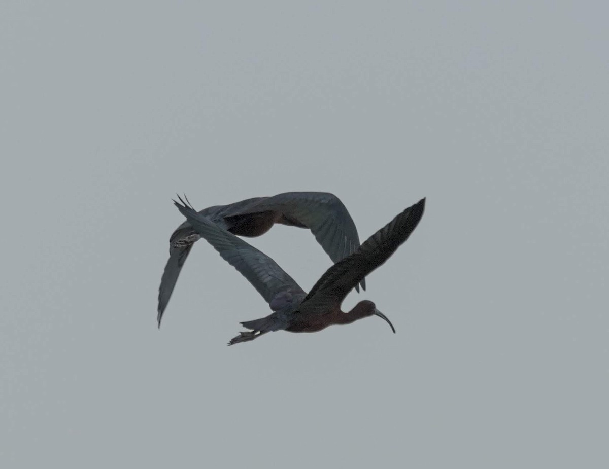 Glossy Ibis - ML184682881