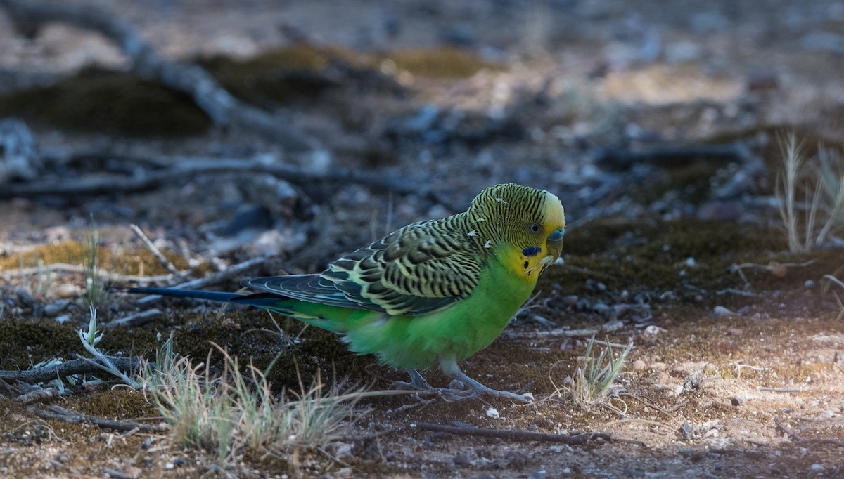 Budgerigar - ML184683951