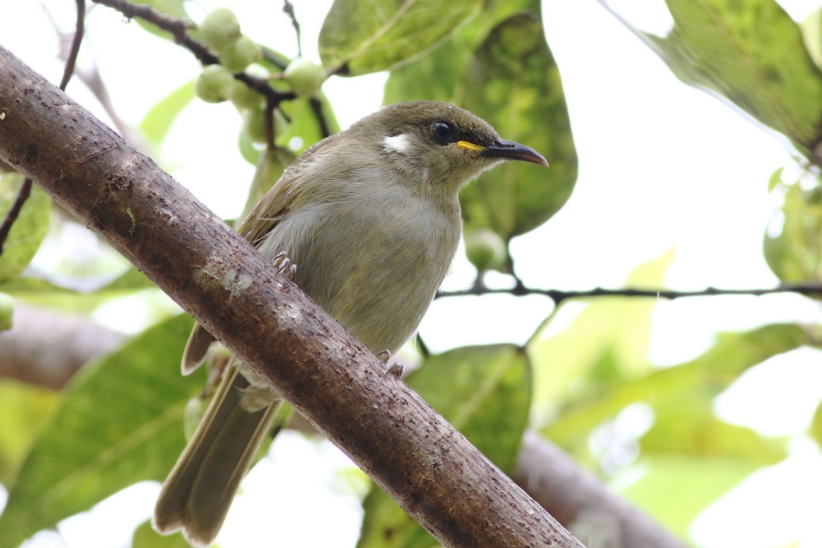 Scrub Honeyeater - Chris Wiley