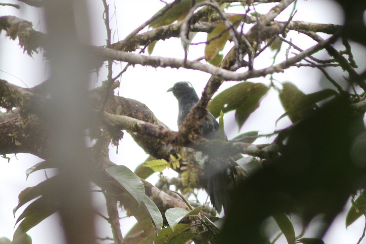 White-crowned Cuckoo - ML184685271