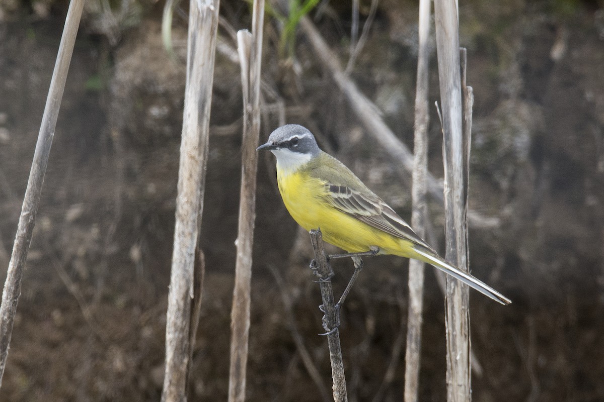 Western Yellow Wagtail - ML184685841