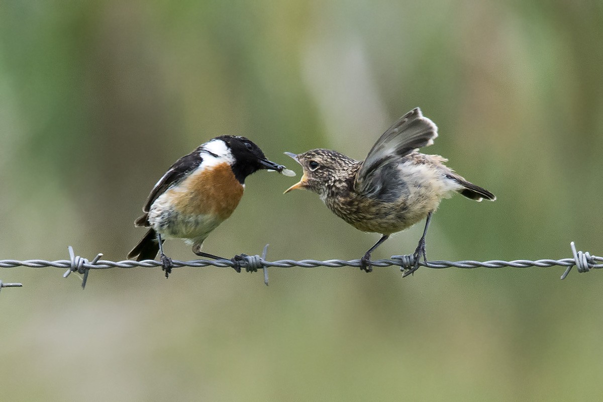 European Stonechat - ML184685861