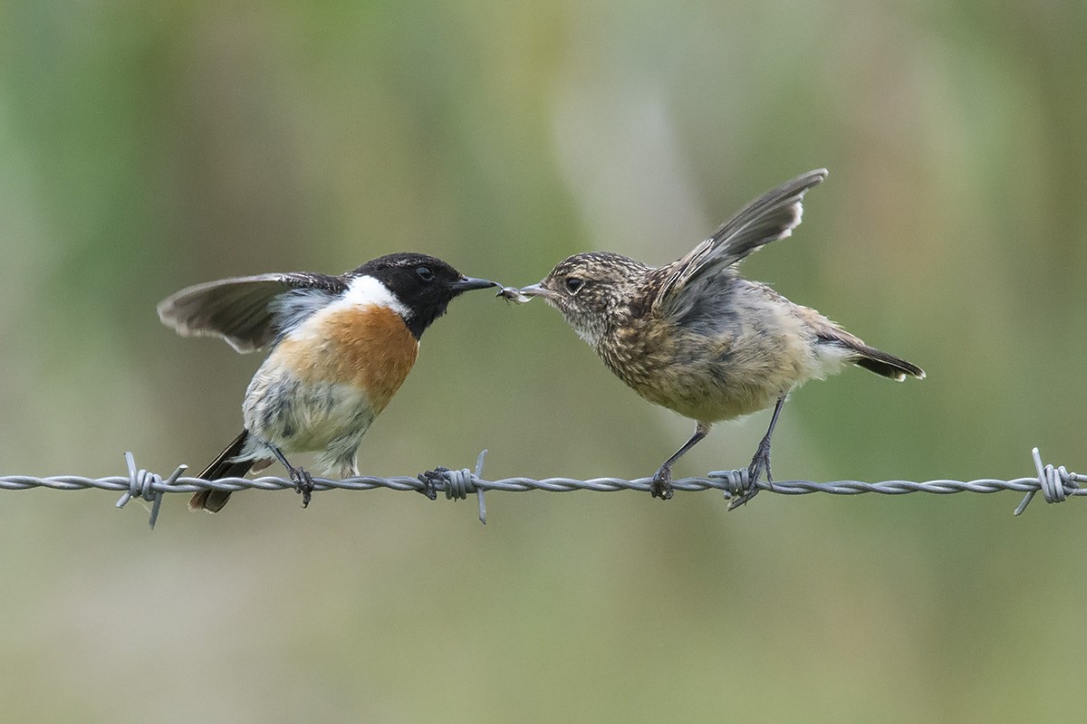 European Stonechat - ML184685871