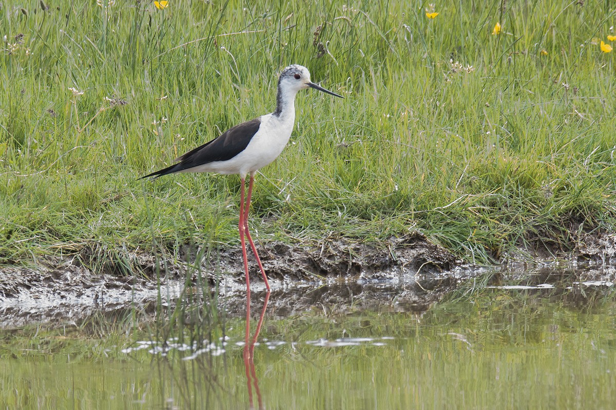 Black-winged Stilt - ML184686051