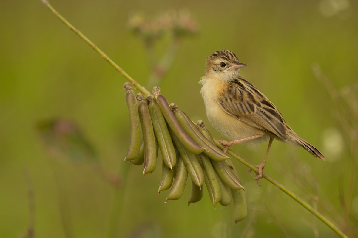 Zitting Cisticola - Krishna Murthy