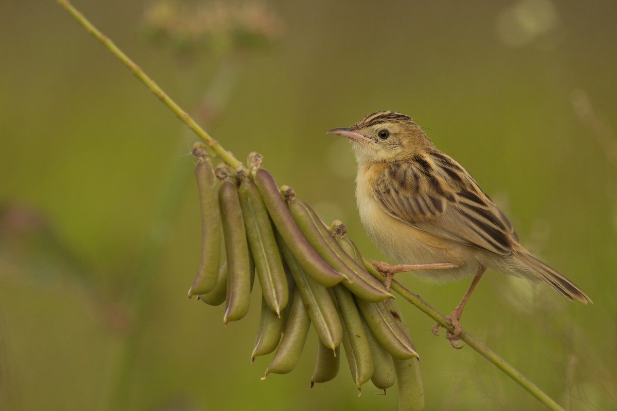 Zitting Cisticola - Krishna Murthy