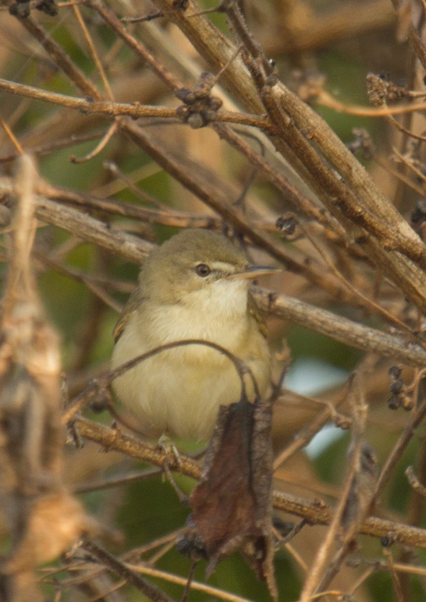 Blyth's Reed Warbler - Krishna Murthy