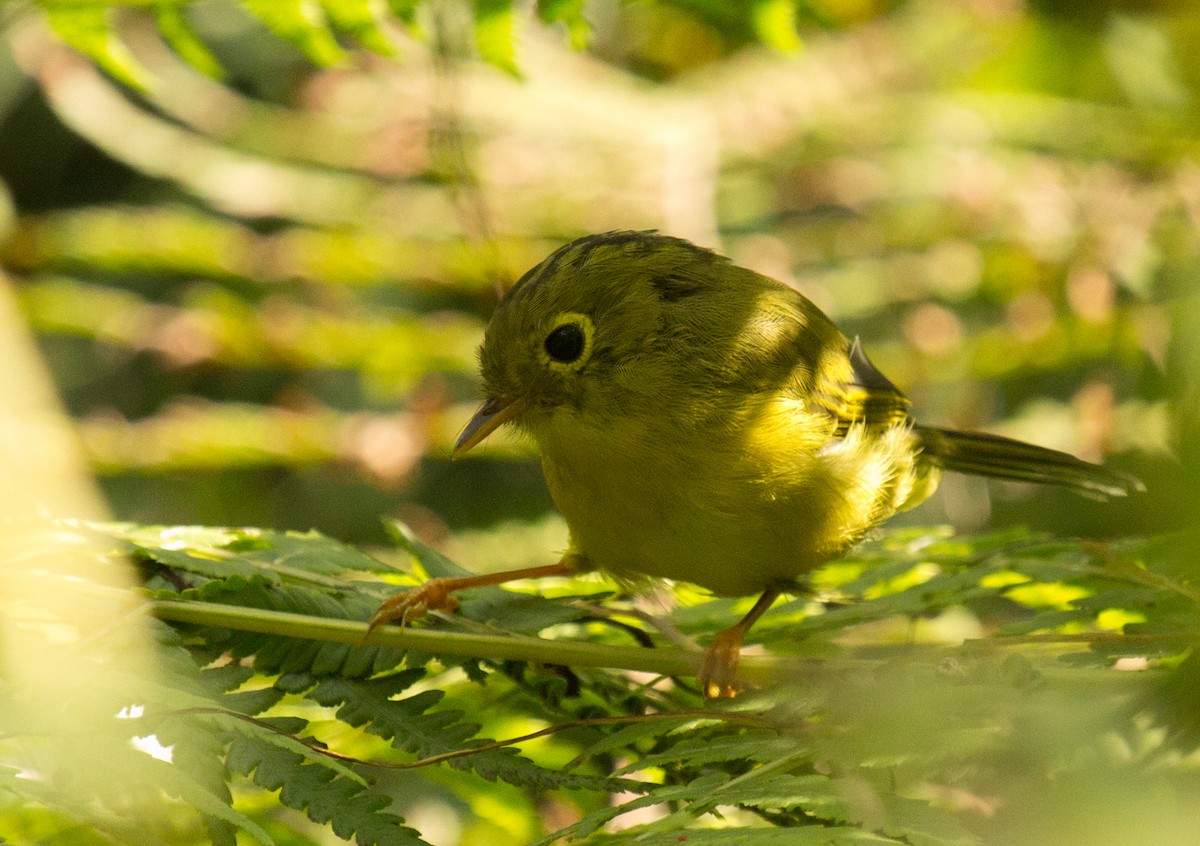 Whistler's Warbler - ML184688191