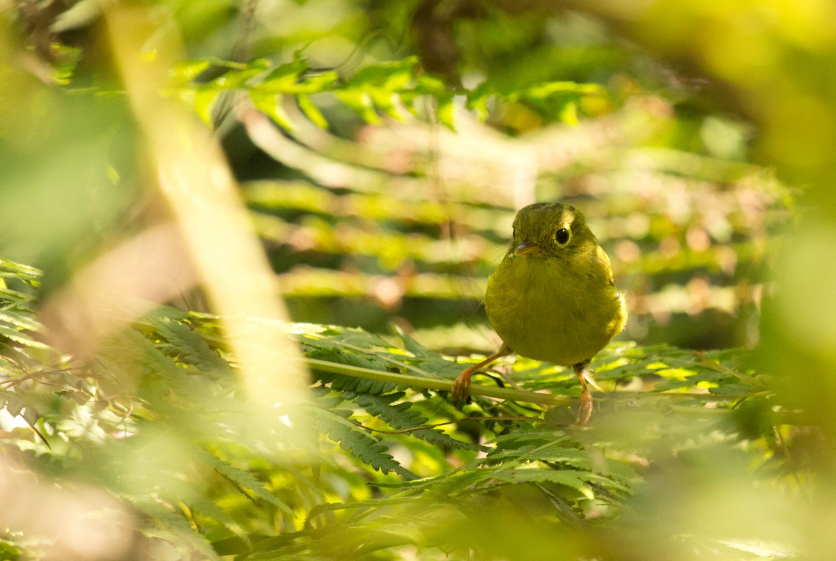 Whistler's Warbler - ML184688231