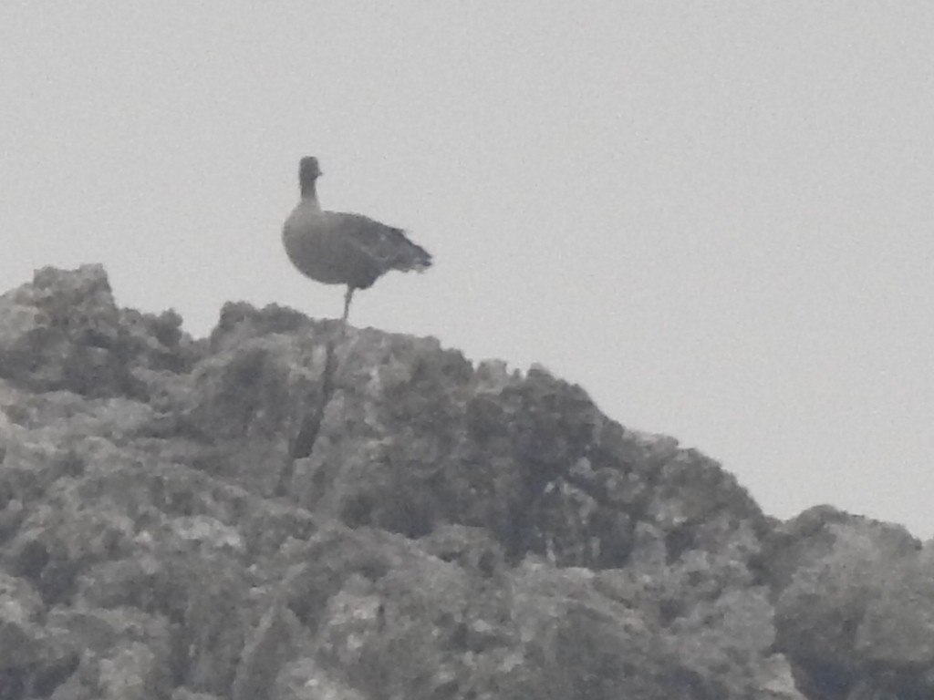 Pink-footed Goose - ML184688721