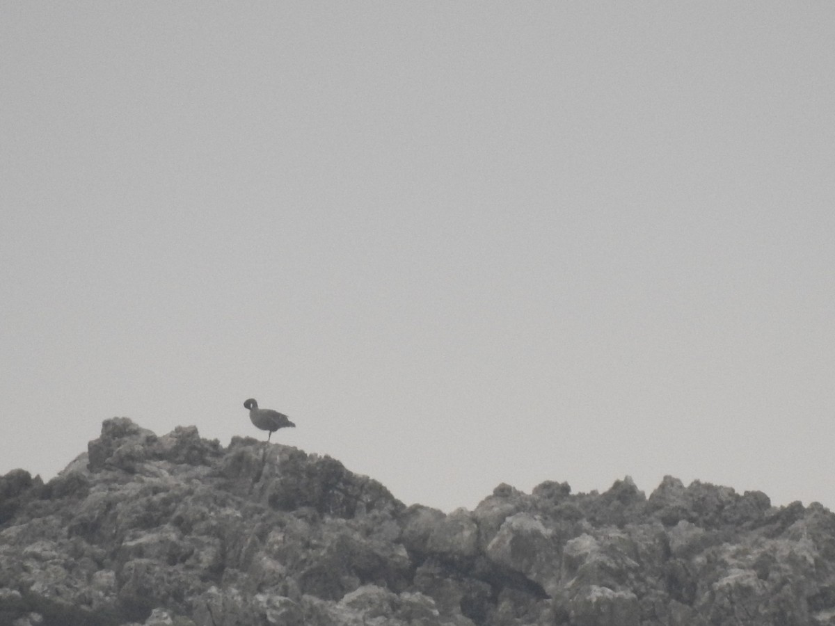 Pink-footed Goose - ML184688731