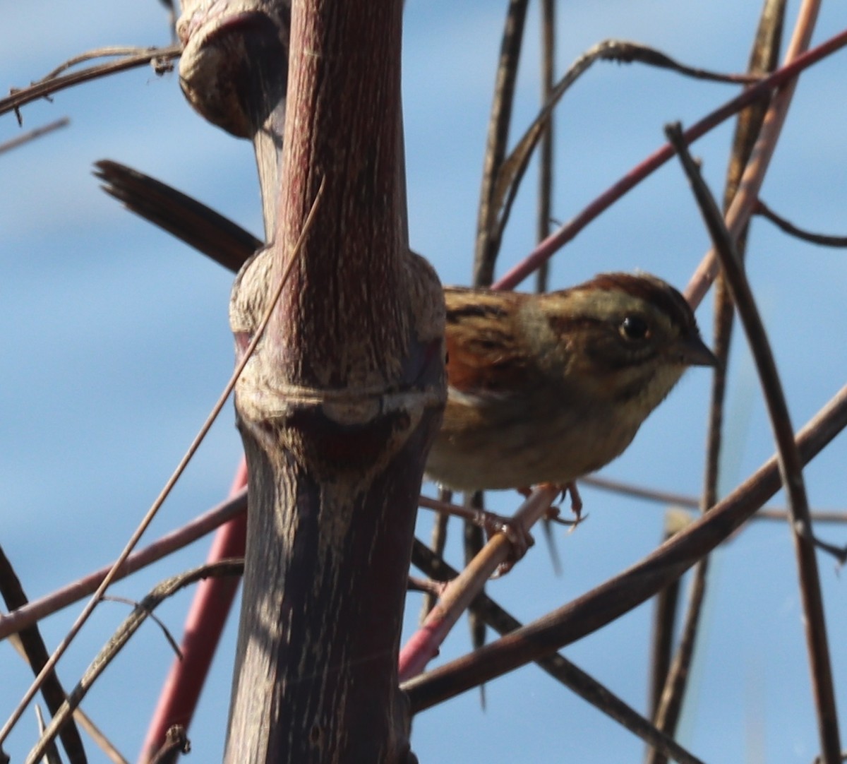 Swamp Sparrow - ML184690351