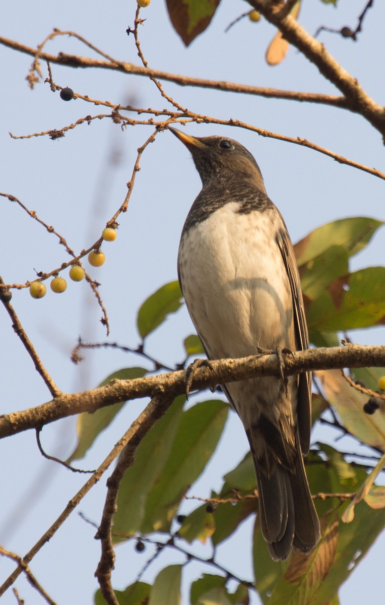 Black-throated Thrush - ML184690531