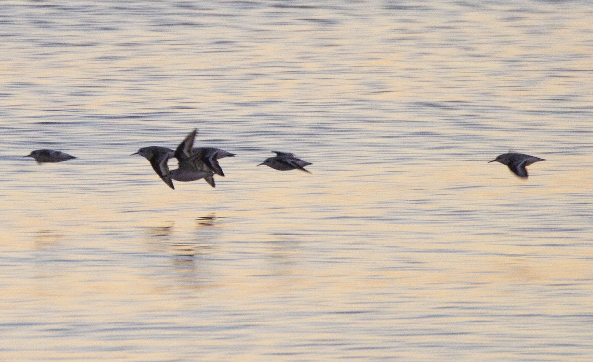 Bécasseau sanderling - ML184690781