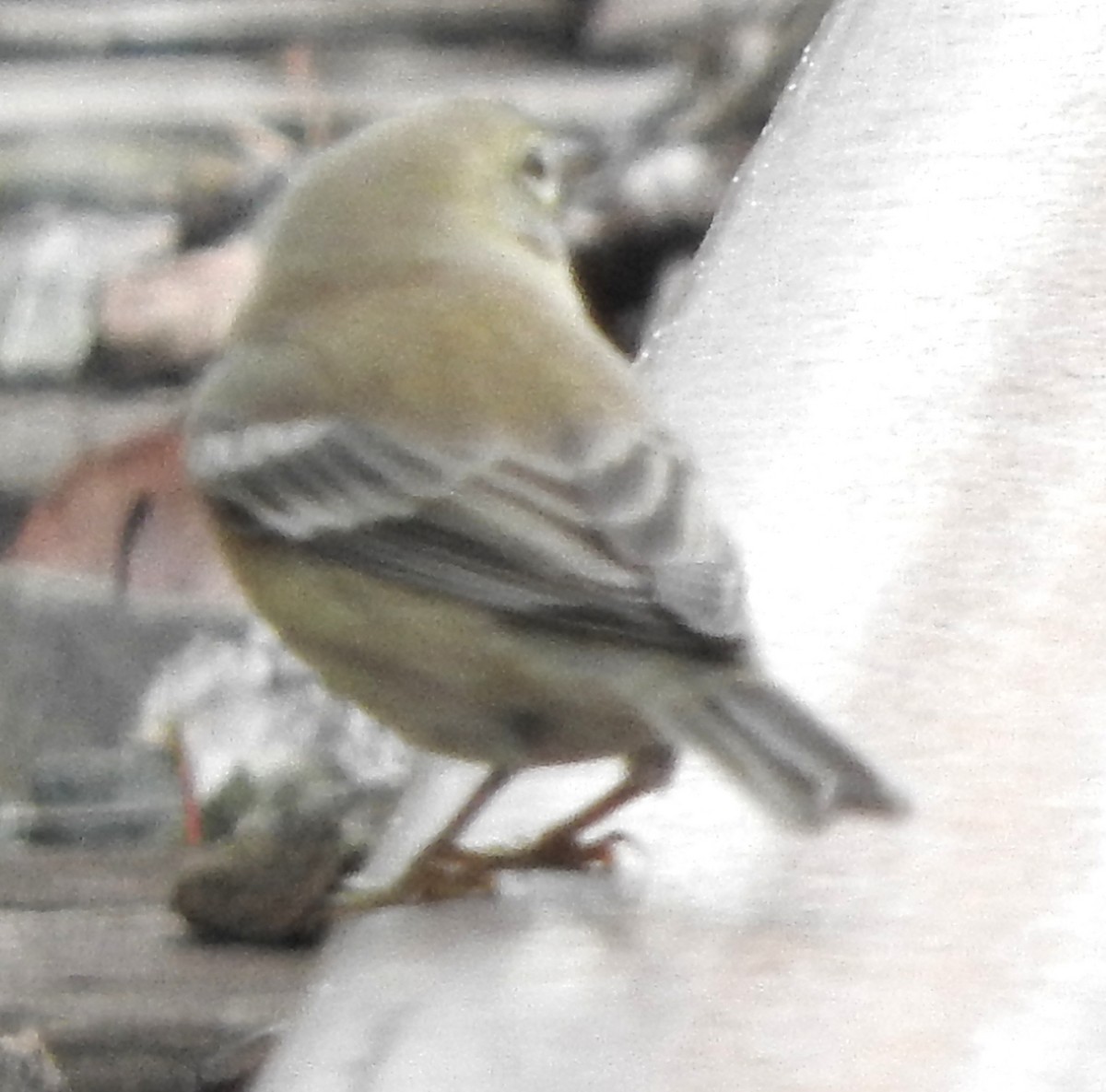 Pine Warbler - ML184693761