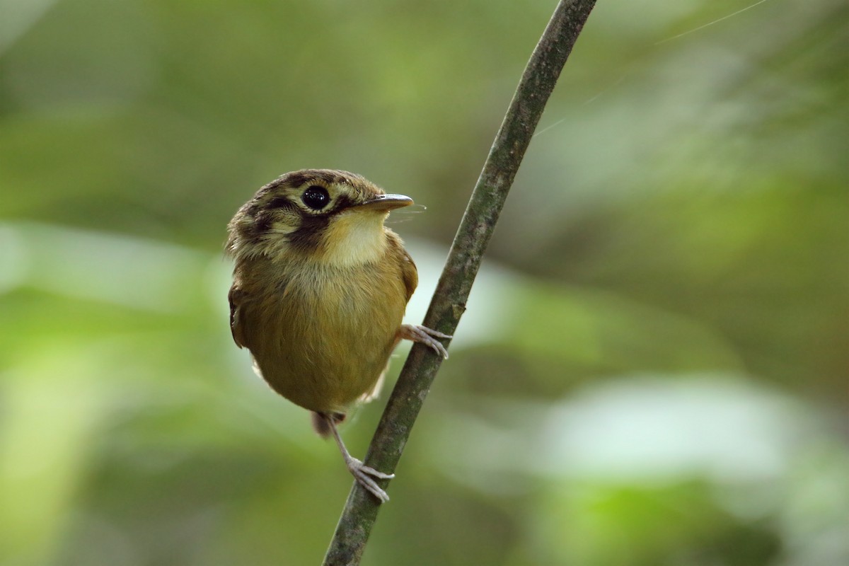 White-throated Spadebill - ML184695601