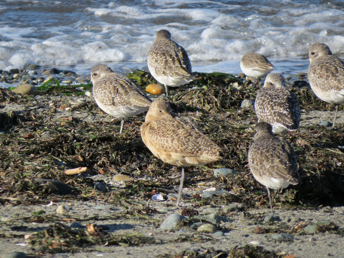 Marbled Godwit - Dick Holcomb