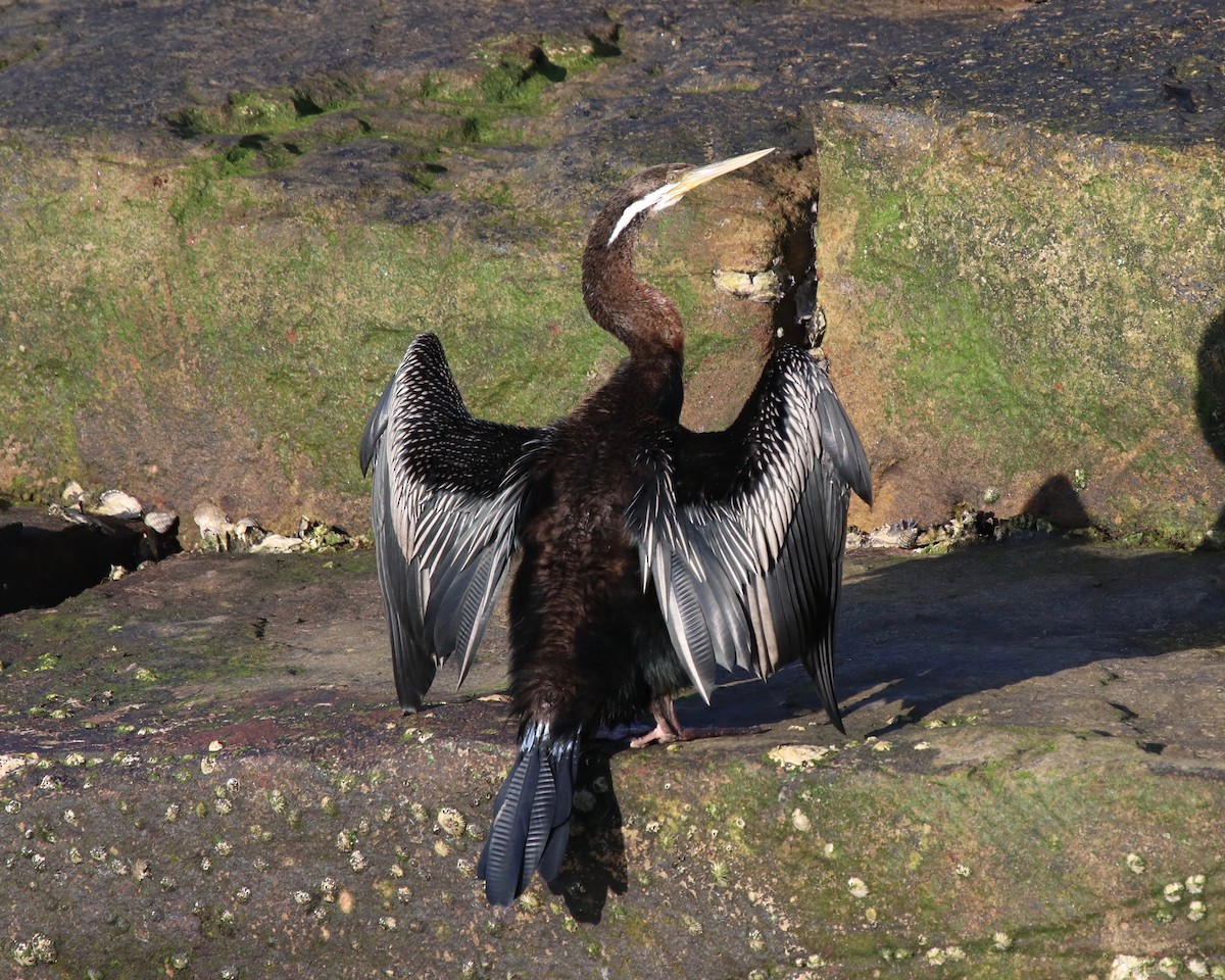 Anhinga d'Australie - ML184699331