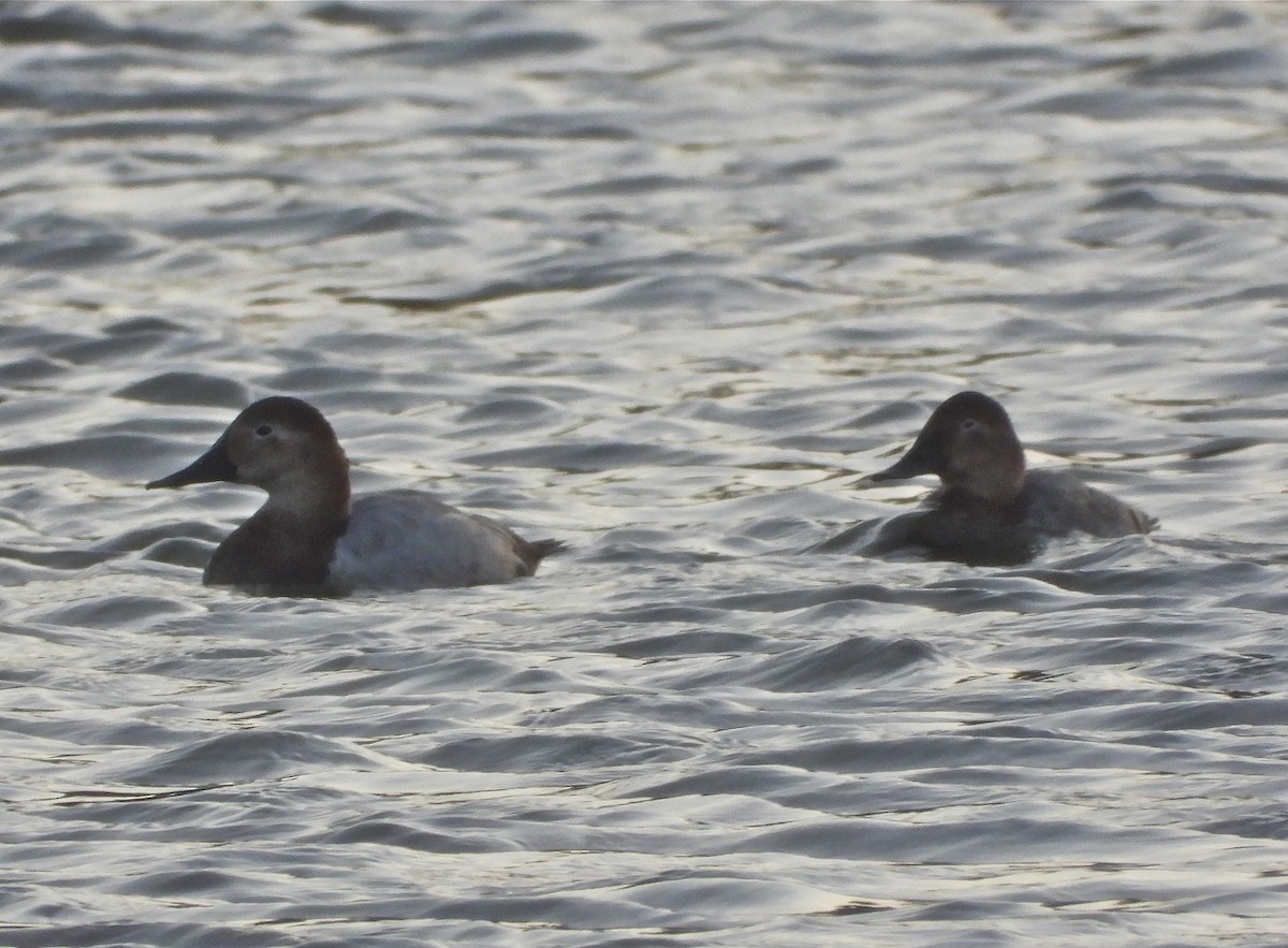 Canvasback - Pair of Wing-Nuts