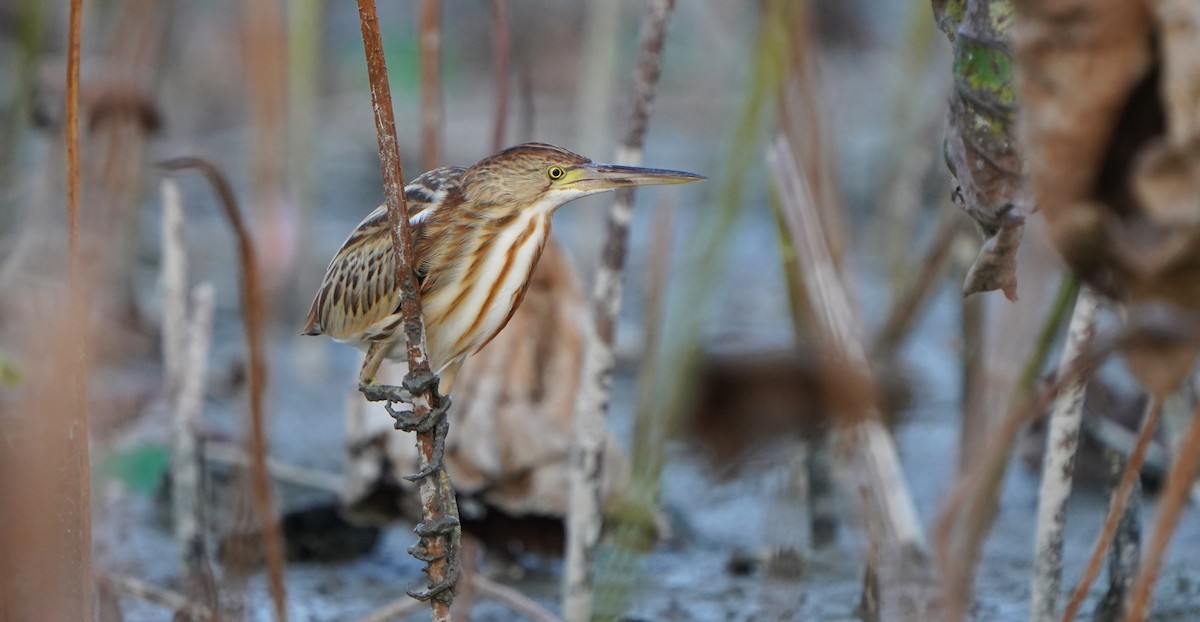 Yellow Bittern - ML184700351