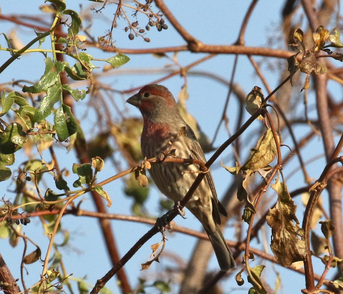 House Finch - Pair of Wing-Nuts