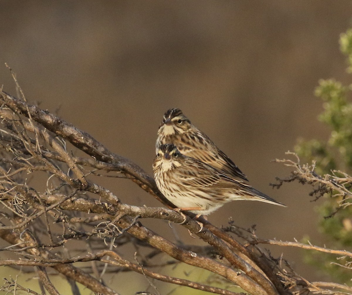 Savannah Sparrow - Pair of Wing-Nuts