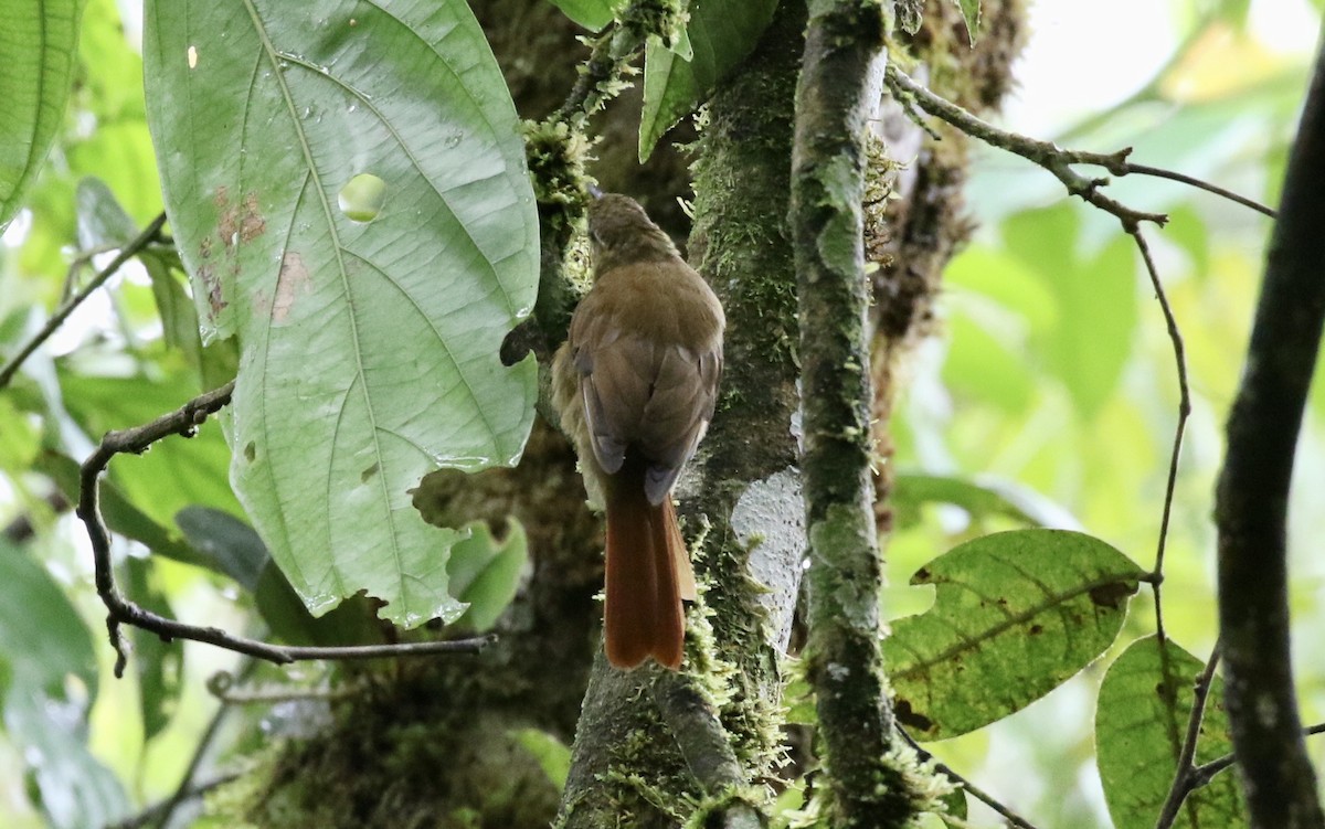 Montane Foliage-gleaner - John Bruin