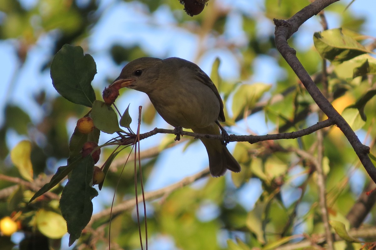 Western Tanager - ML184705591
