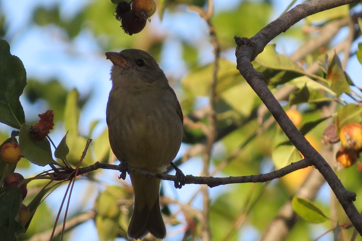 Western Tanager - ML184705791