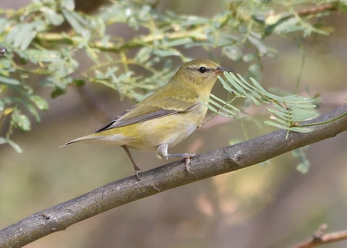 Tennessee Warbler - ML184707431