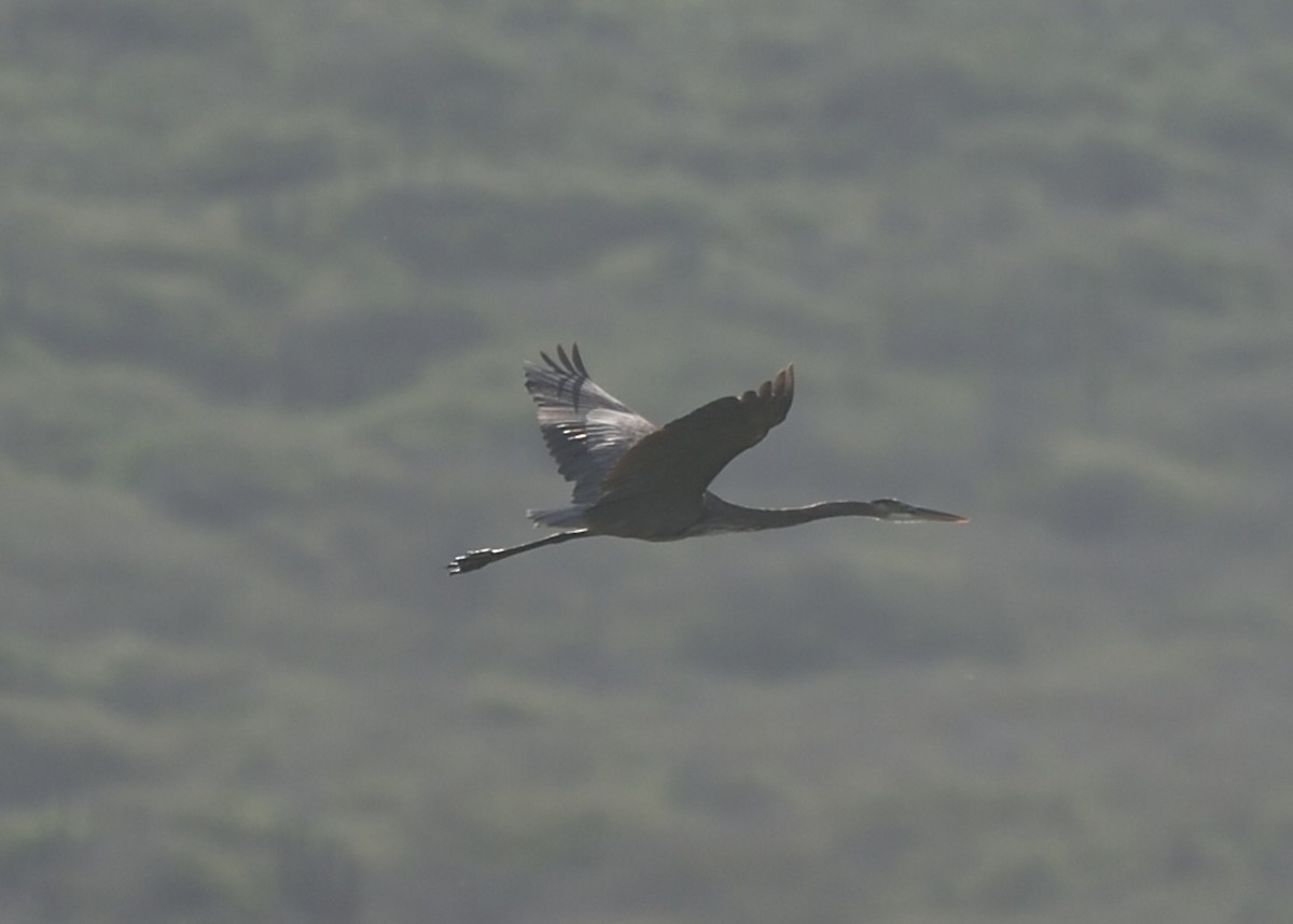 Great Blue Heron - ML184707601