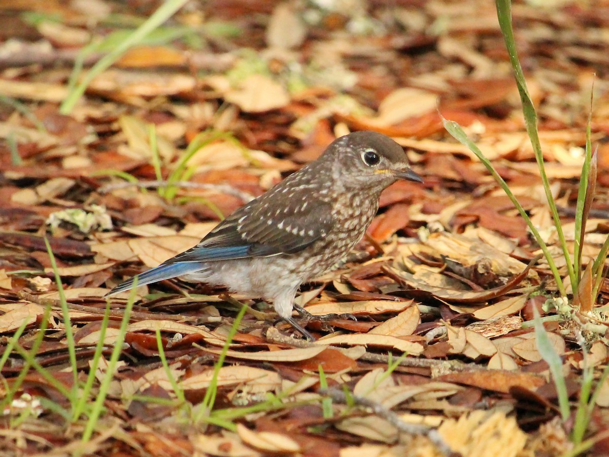 Eastern Bluebird - ML184709251