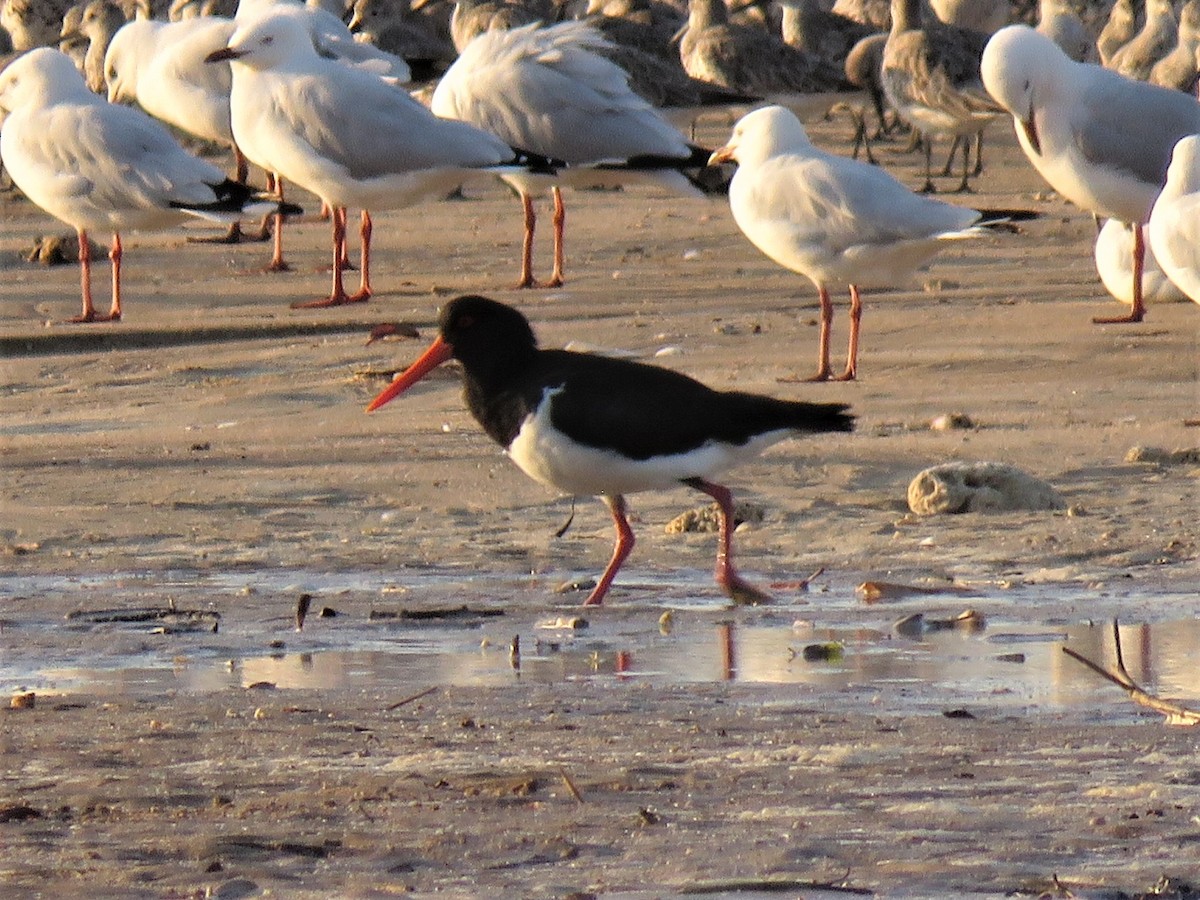 Pied Oystercatcher - Doug Hendricks