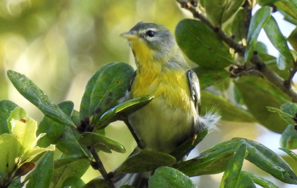 Northern Parula - ML184713581