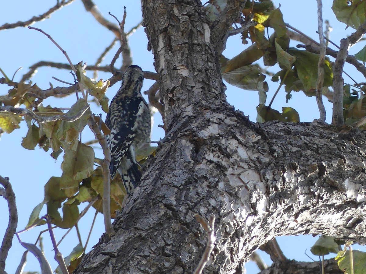 Yellow-bellied Sapsucker - ML184714171