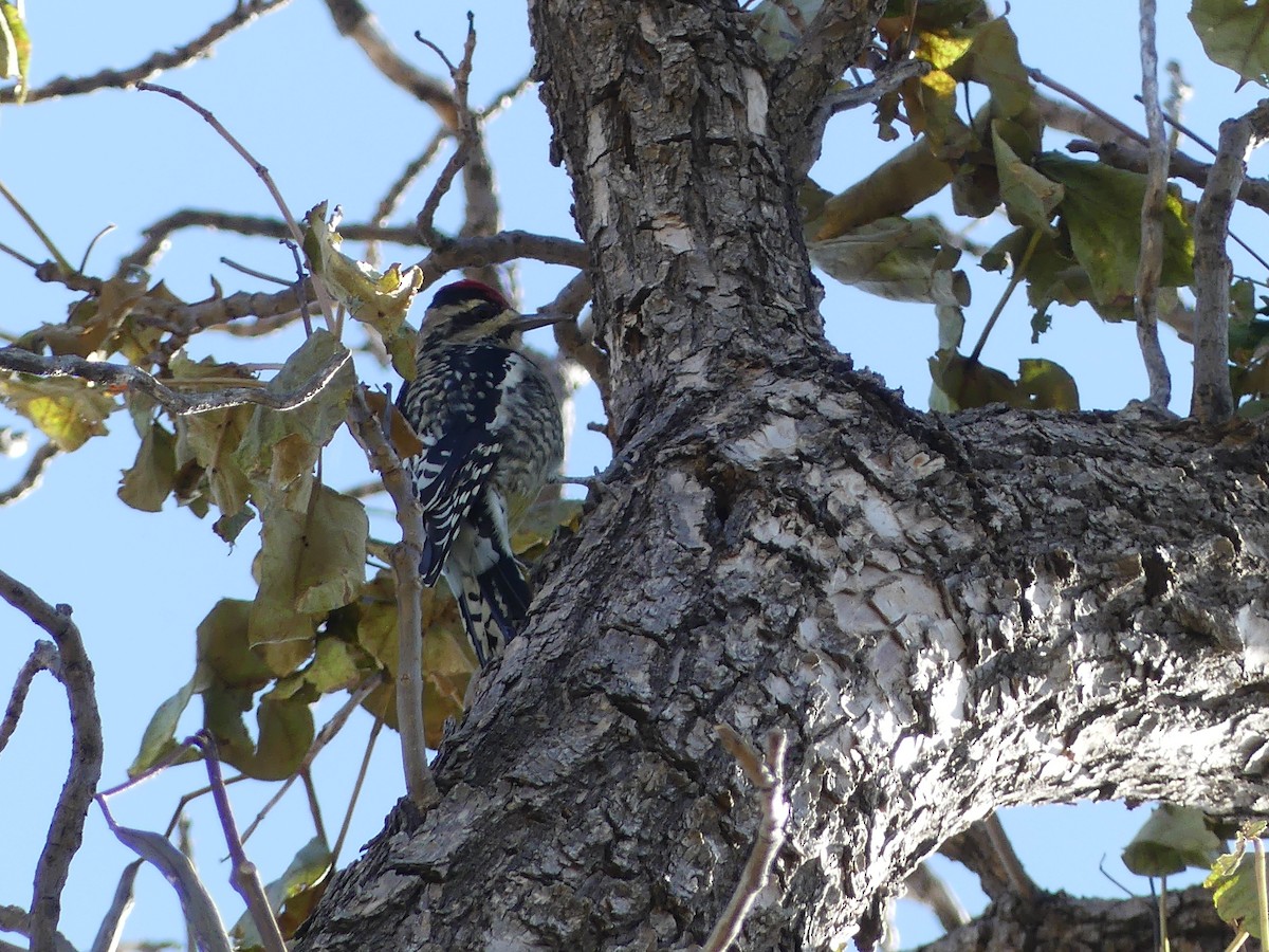 Yellow-bellied Sapsucker - ML184714181