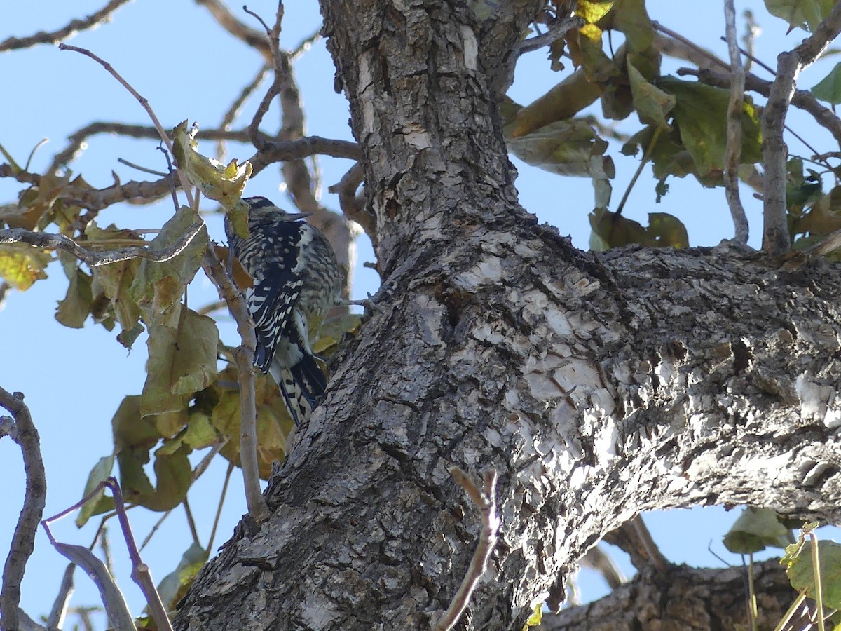 Yellow-bellied Sapsucker - ML184714191