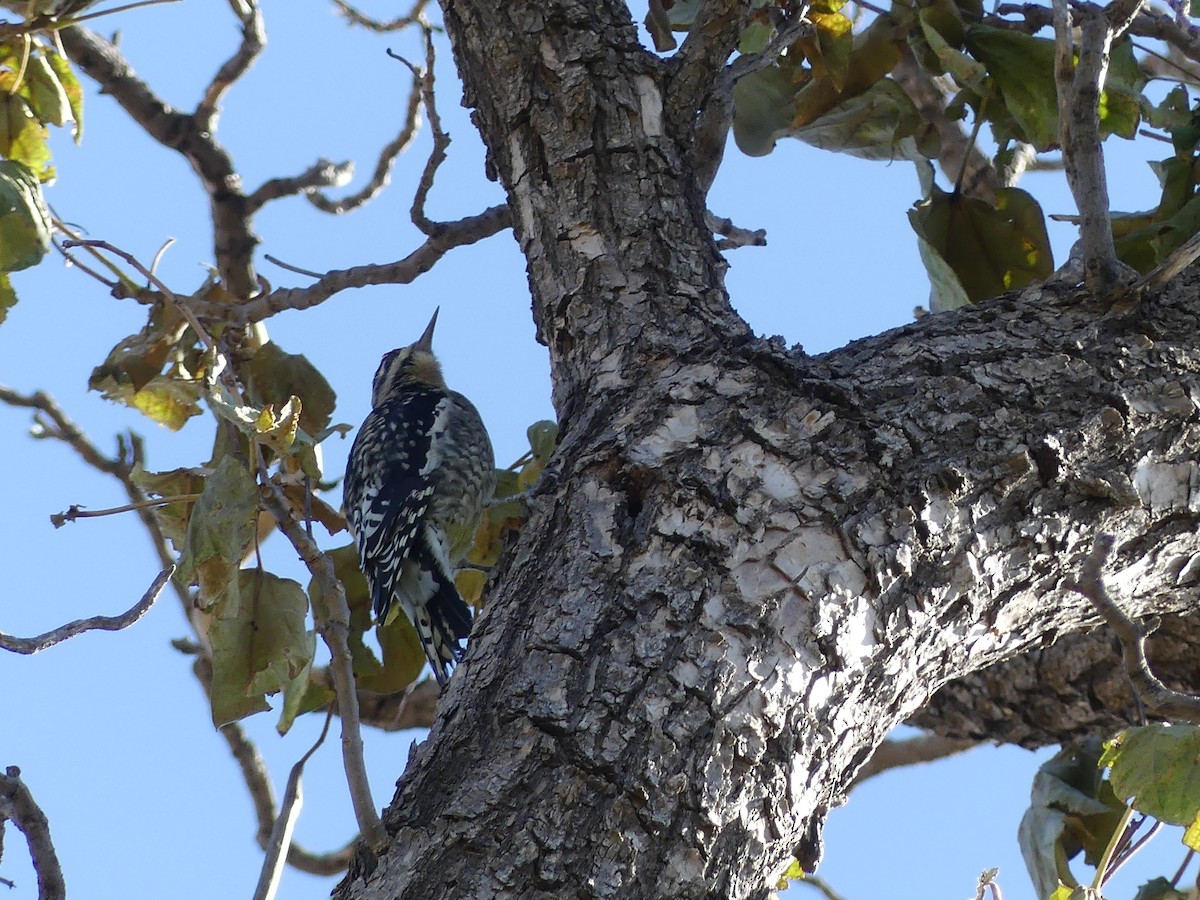 Yellow-bellied Sapsucker - ML184714201