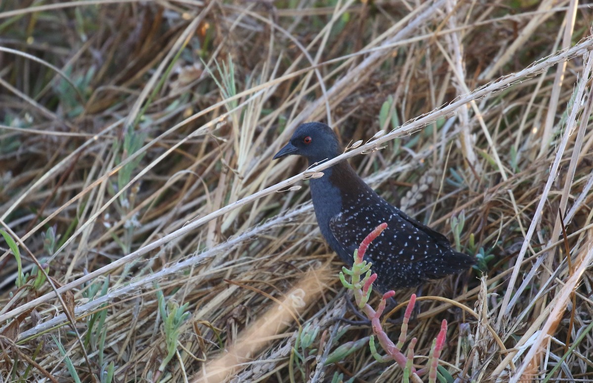 Black Rail - Sarah Dzielski