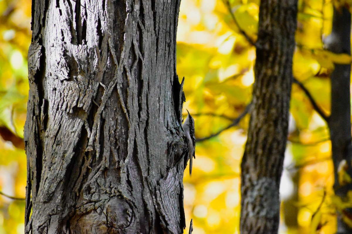 Brown Creeper - ML184715421