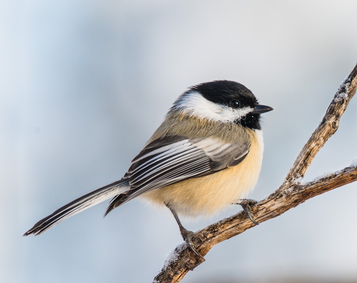 Black-capped Chickadee - ML184717491