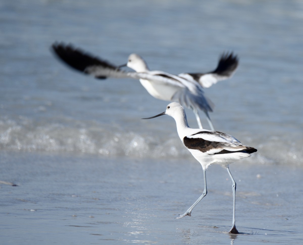 Avocette d'Amérique - ML184721291