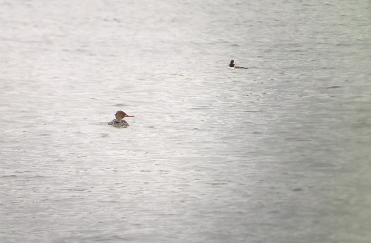 Red-breasted Merganser - ML184721591